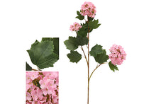pink-hydrangea-70890