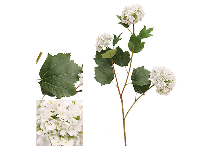 white-hydrangea-70891