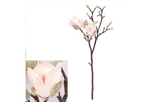 white-magnolia-70892