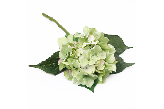 green-hydrangea-70900