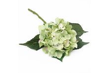 green-hydrangea-70900
