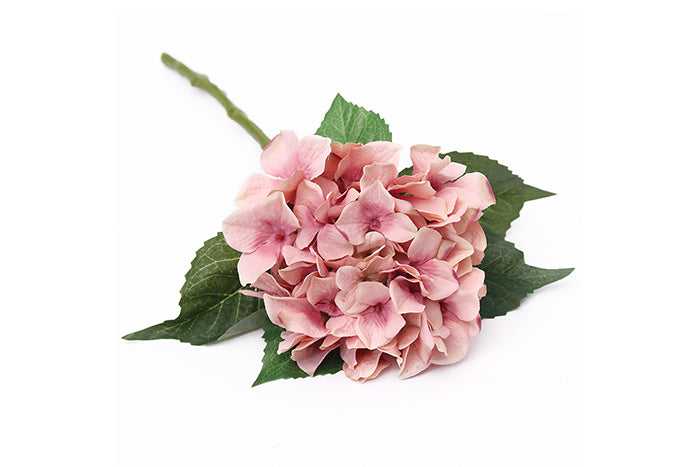 pink-hydrangea-70901