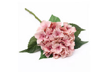 pink-hydrangea-70901