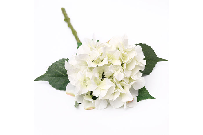 hydrange-ivory-70902