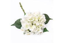 hydrange-ivory-70902