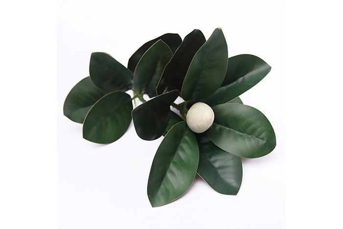 magnolia-stem-70903