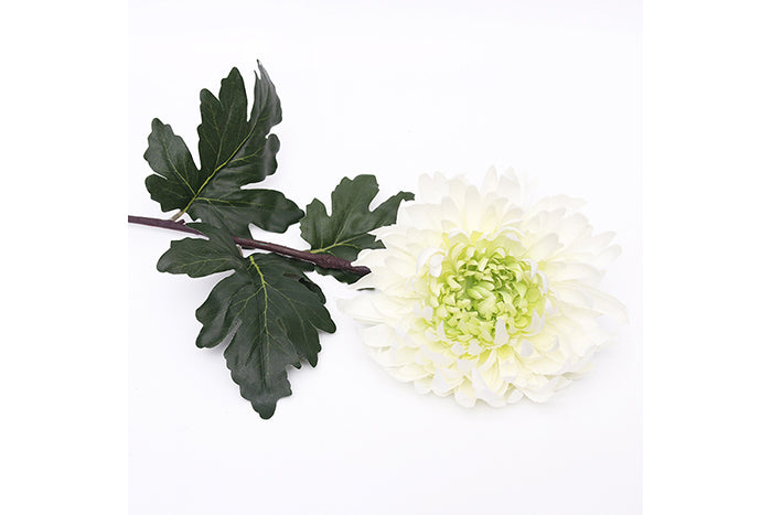 white-chrysanthemum-70904