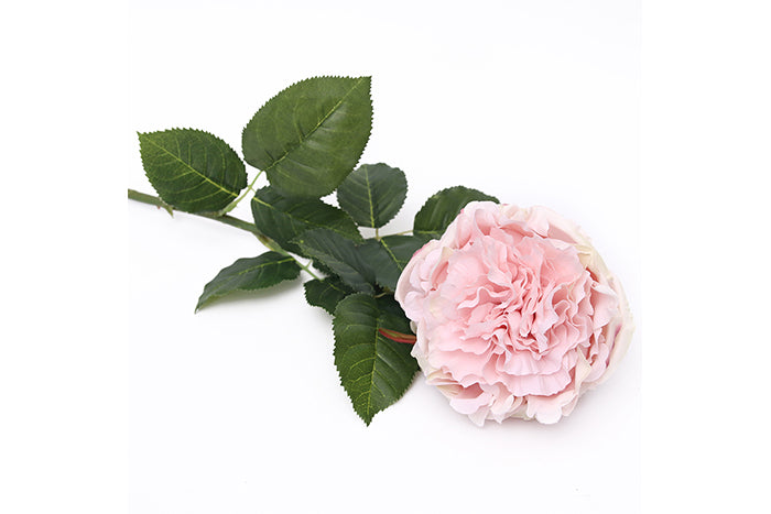 pink-cabbage-rose-w-stem-70907