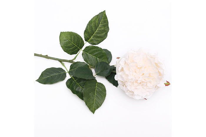 ivory-cabbage-rose-w-stem-70908