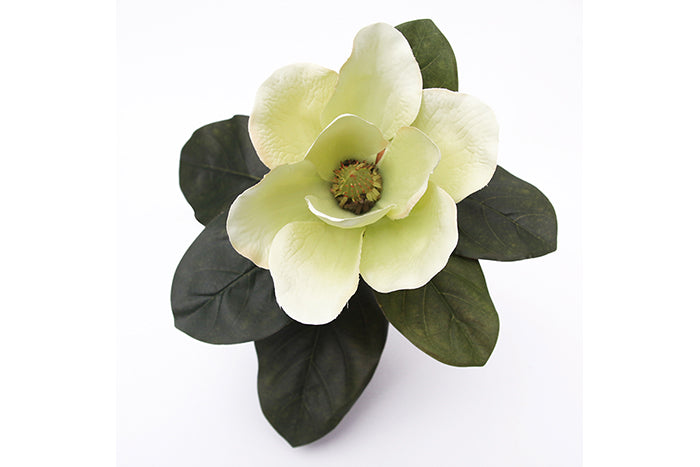 green-magnolia-70912