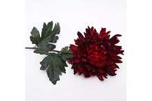 red-chrysanthemum-70917