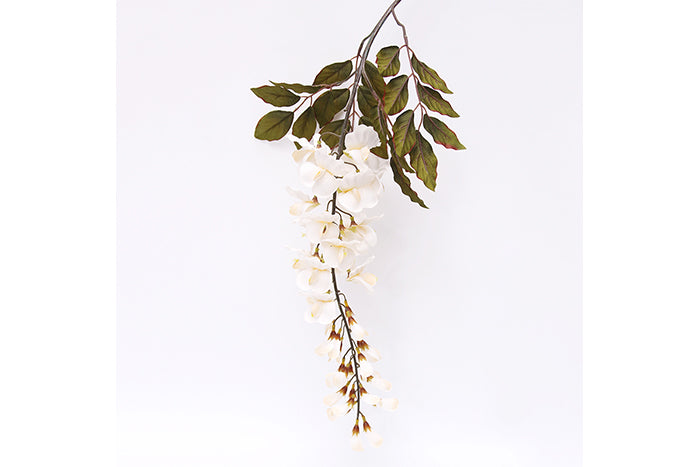 white-wisteria-70919