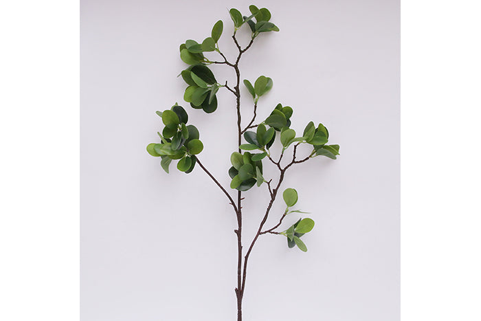 geranium-aralia-stem-70920