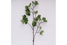 geranium-aralia-stem-70920