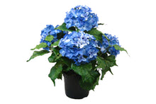 artificial-flowers-blue-84640