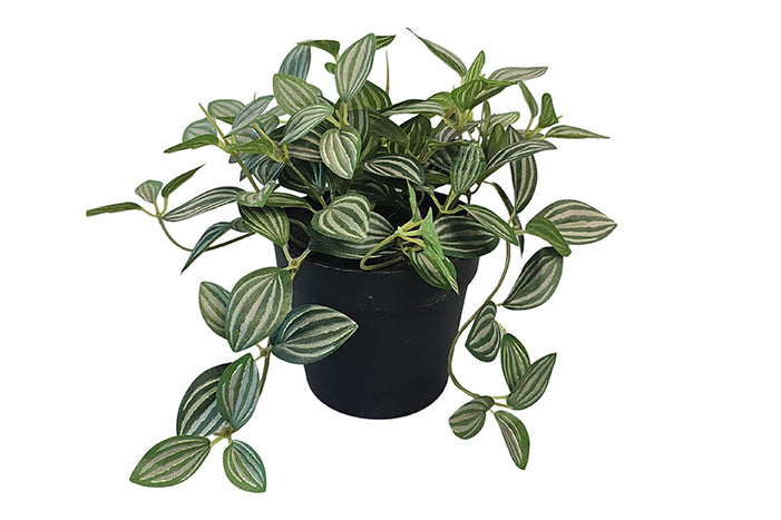 tradescantia-in-pot-green-84833