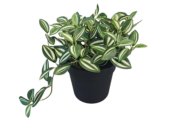 tradescantia-in-pot-green-84834