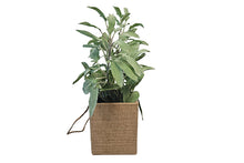 sage-bag-pot-84840